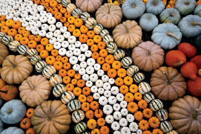 Pumpkins Harvest Display