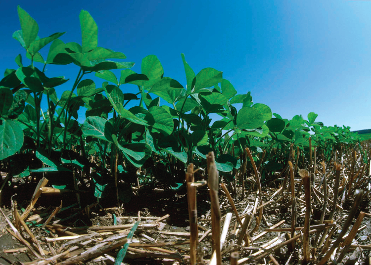 Soybeans grow in a field