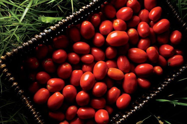 Red Gold Tomatoes - Roma Tomatoes - Indiana