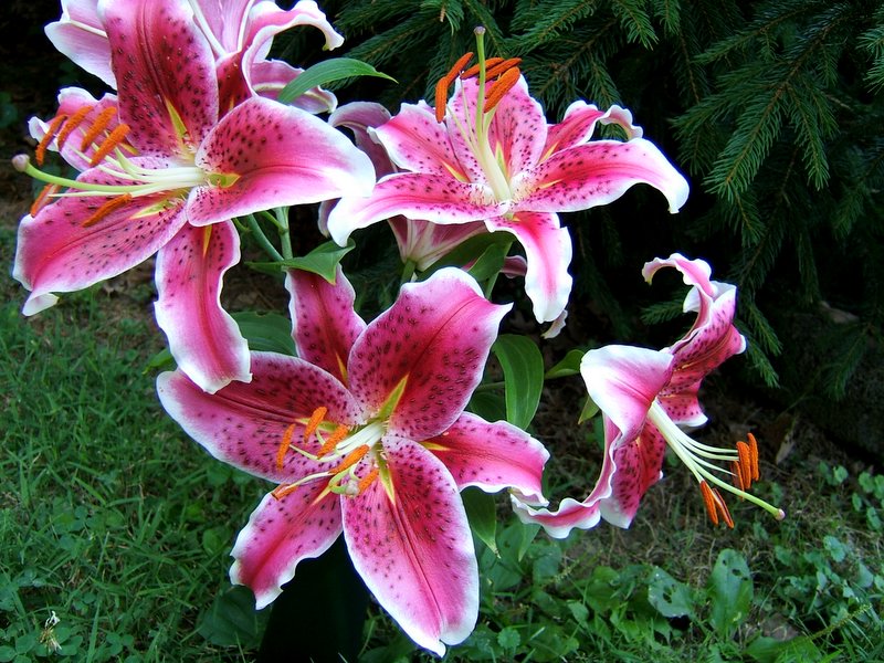 How do you care for lilies?