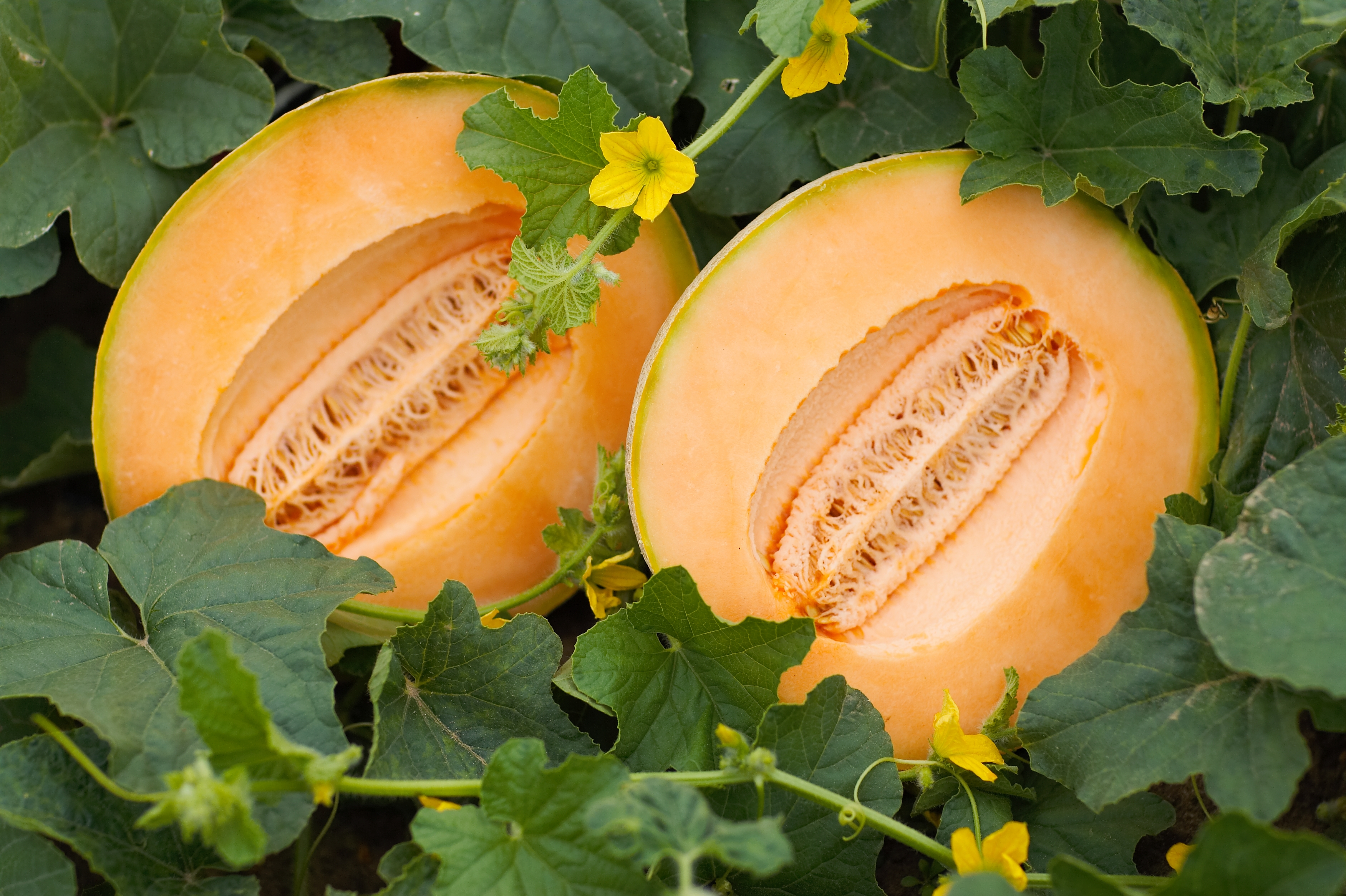 Indiana melons