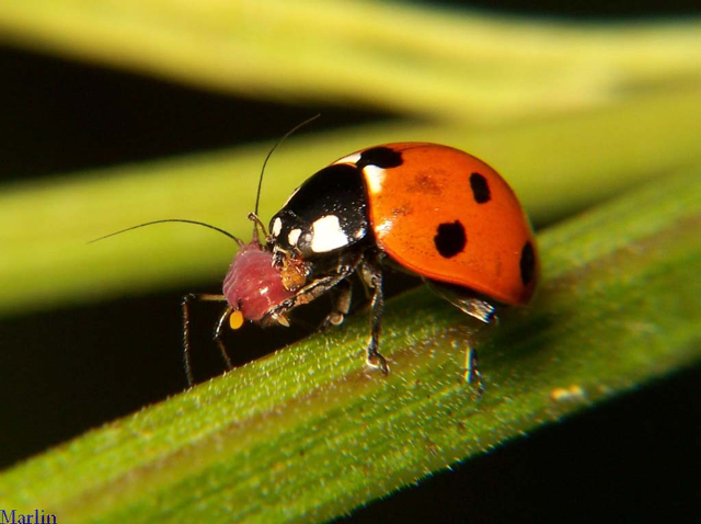 Natural pest control: Ladybugs eat aphids