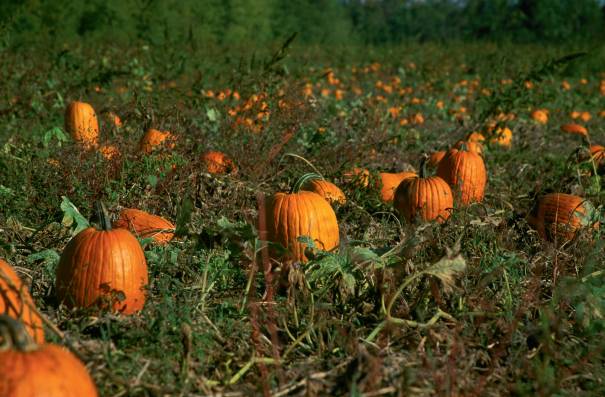 Millenium Farms Pumpkin Patch in Indiana