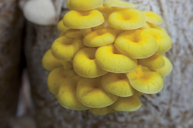 Indiana mushrooms