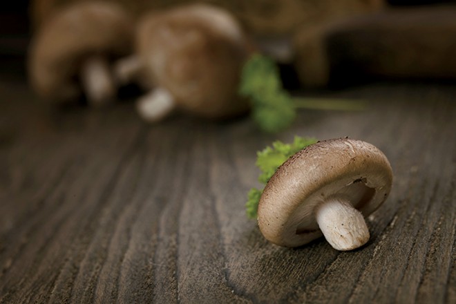 Indiana mushrooms