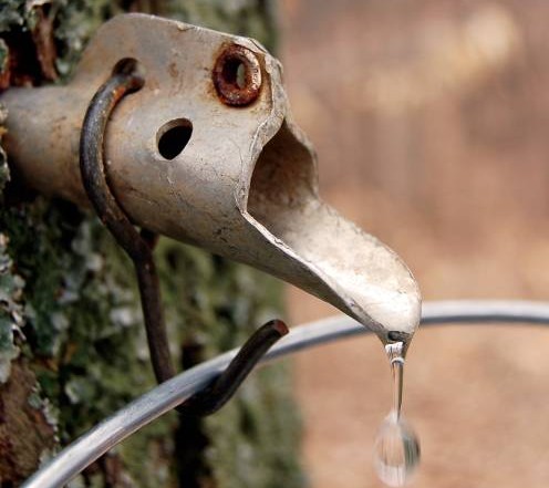 maple syrup tap