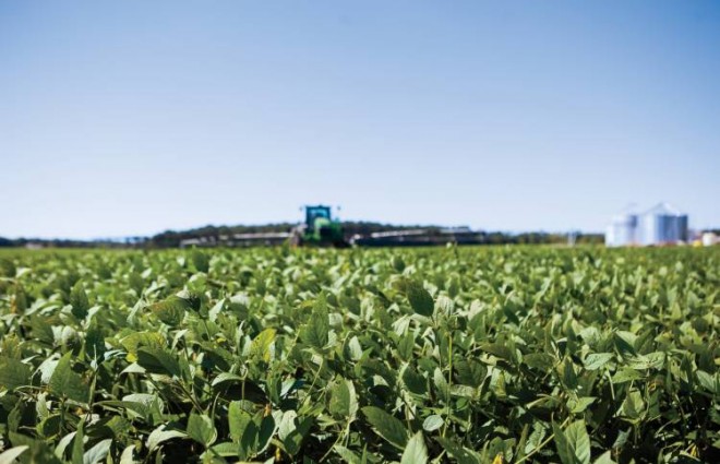 Soybeans