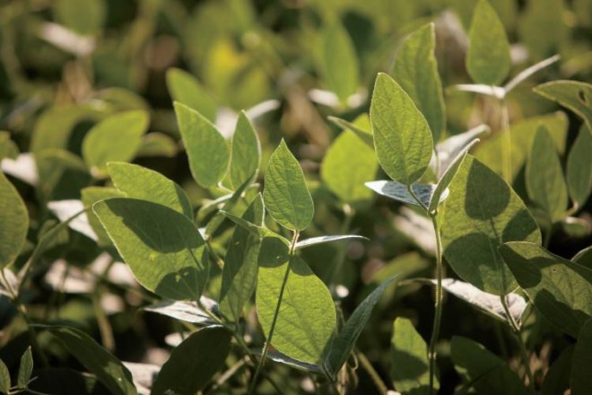 Soybeans