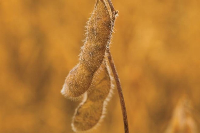 soybean
