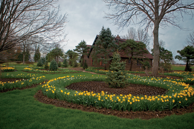 Jerry Cieslak daffodils