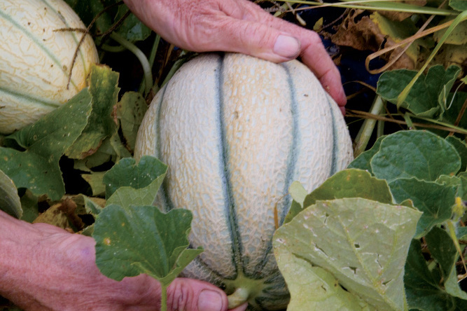 farm facts melons