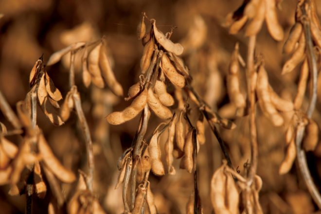 soybeans