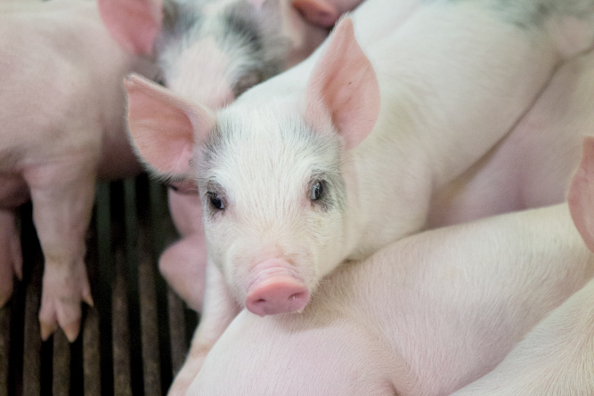 Schoettmer Pork Farm