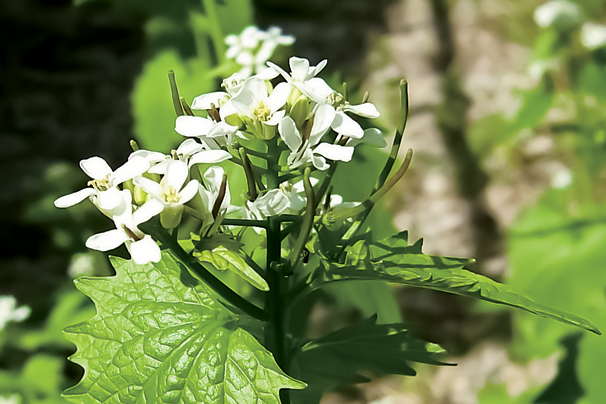 Plant Invaders: More About Indiana's Invasive Plant Species