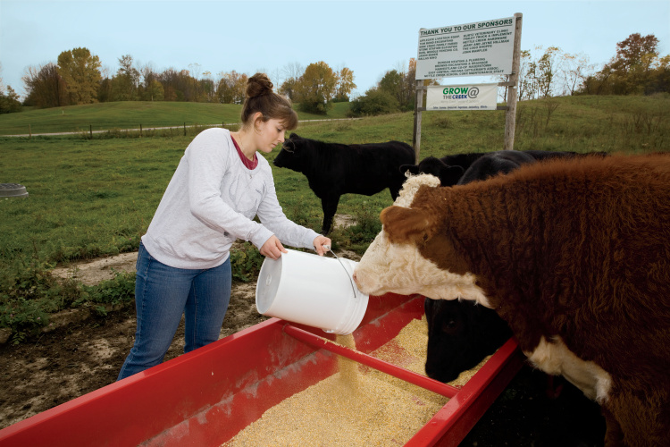 Hagerstown high school beef cattle