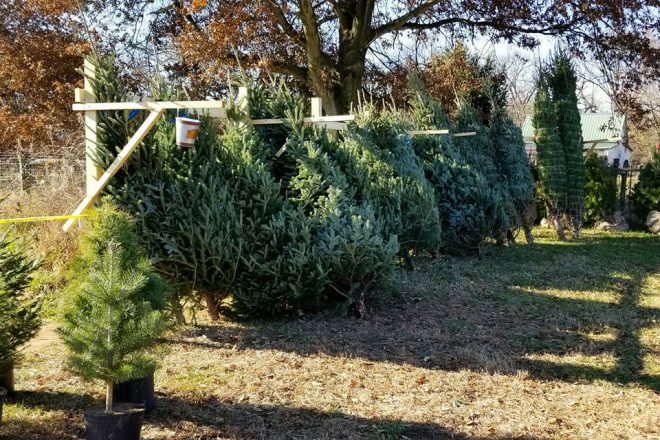 Indiana Christmas Tree Farms