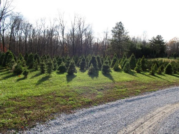 Indiana Christmas Tree Farms