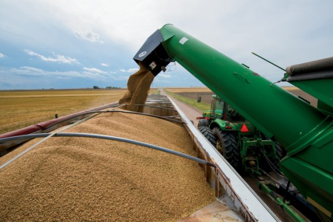 wheat facts