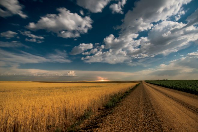 wheat facts