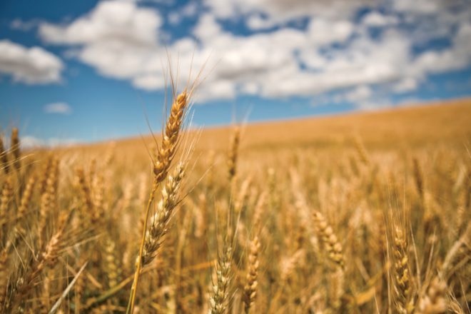 wheat facts