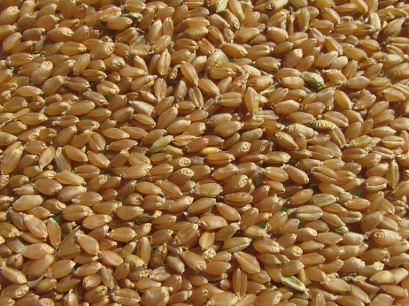 Hard White Wheat