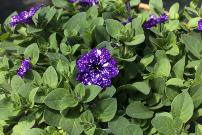 HB Farms & Greenhouses