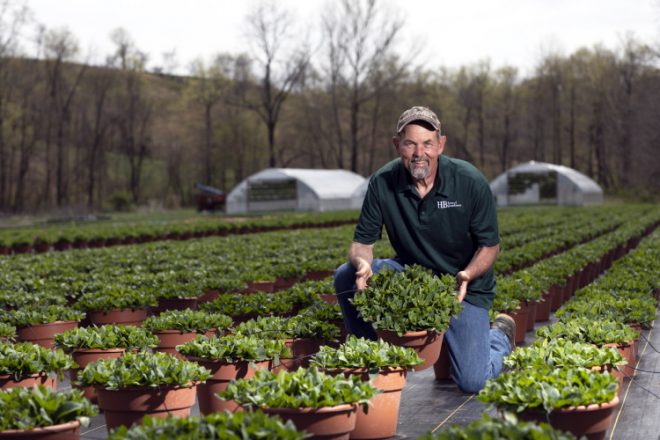 HB Farms & Greenhouses