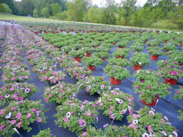 HB Farms & Greenhouses